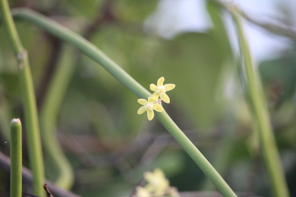 Cynanchum viminale (L.) L.